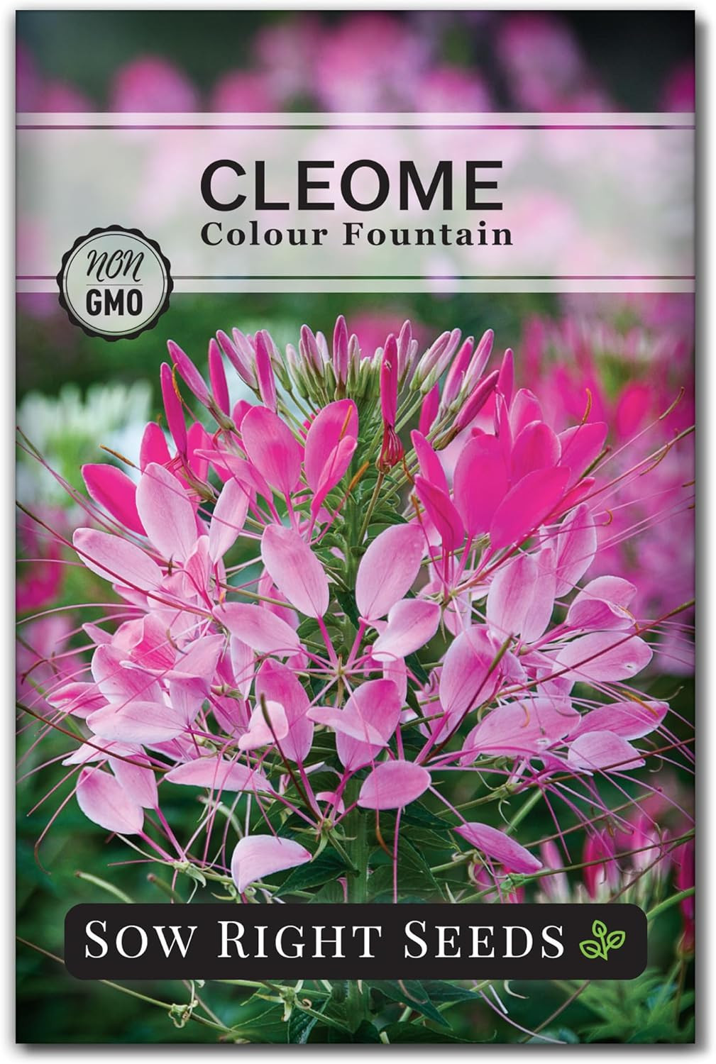 Sow Right Seeds – Colour Fountain Cleome Seeds for Planting Outdoors – Spider Fl