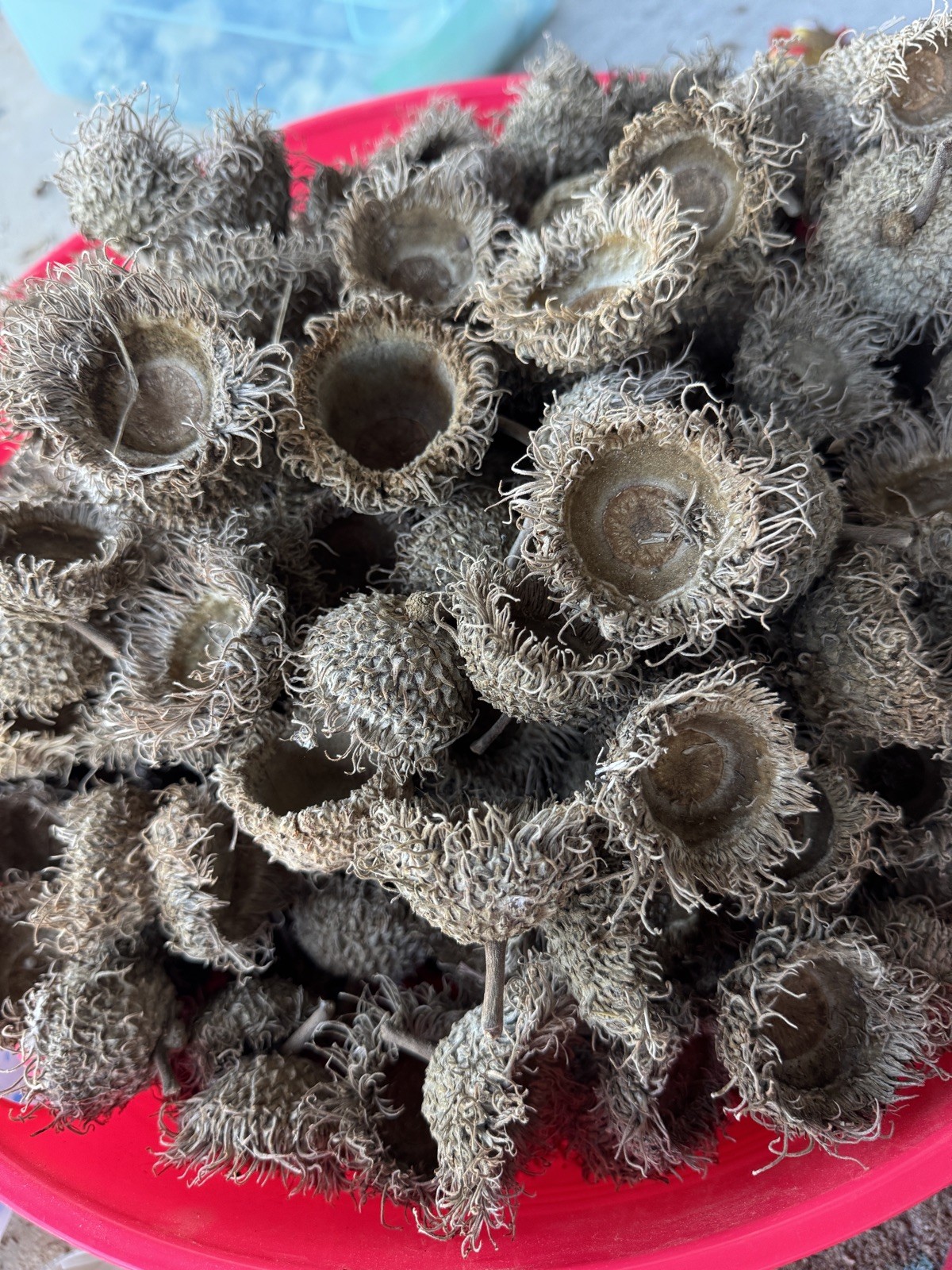 GOING FAST! – 12 Mossy Cup Bur Oak Acorns from Central Texas-Quercus Macrocarpa
