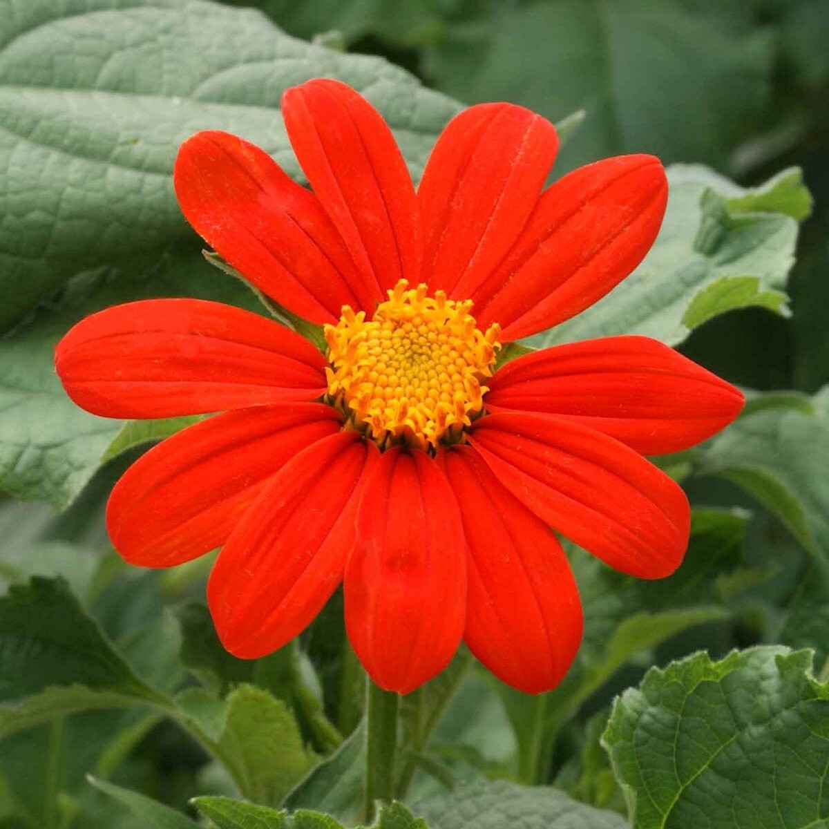 1 Oz Mexican Sunflower Wildflower Seeds – Everwilde Farms Mylar Seed Packet