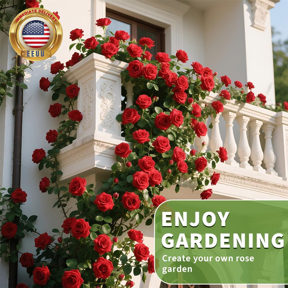 200+ Red Climbing Rose Seeds for Planting Outdoors Ornamental Climbing Flowers R