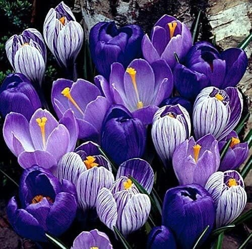 Blue Moon Mix Crocus Blues and Purples 20