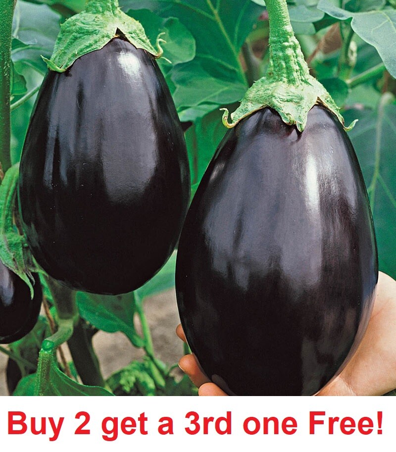 BLACK BEAUTY EGGPLANT SEEDS 100+ Vegetable GARDEN culinary COOKING FREE SHIPPING