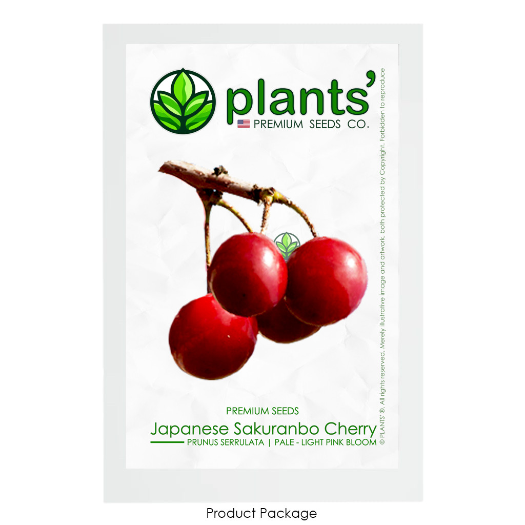 Japanese Sakuranbo Cherry PB | Premium Seeds | Prunus serrulata Fruit | Plants’®