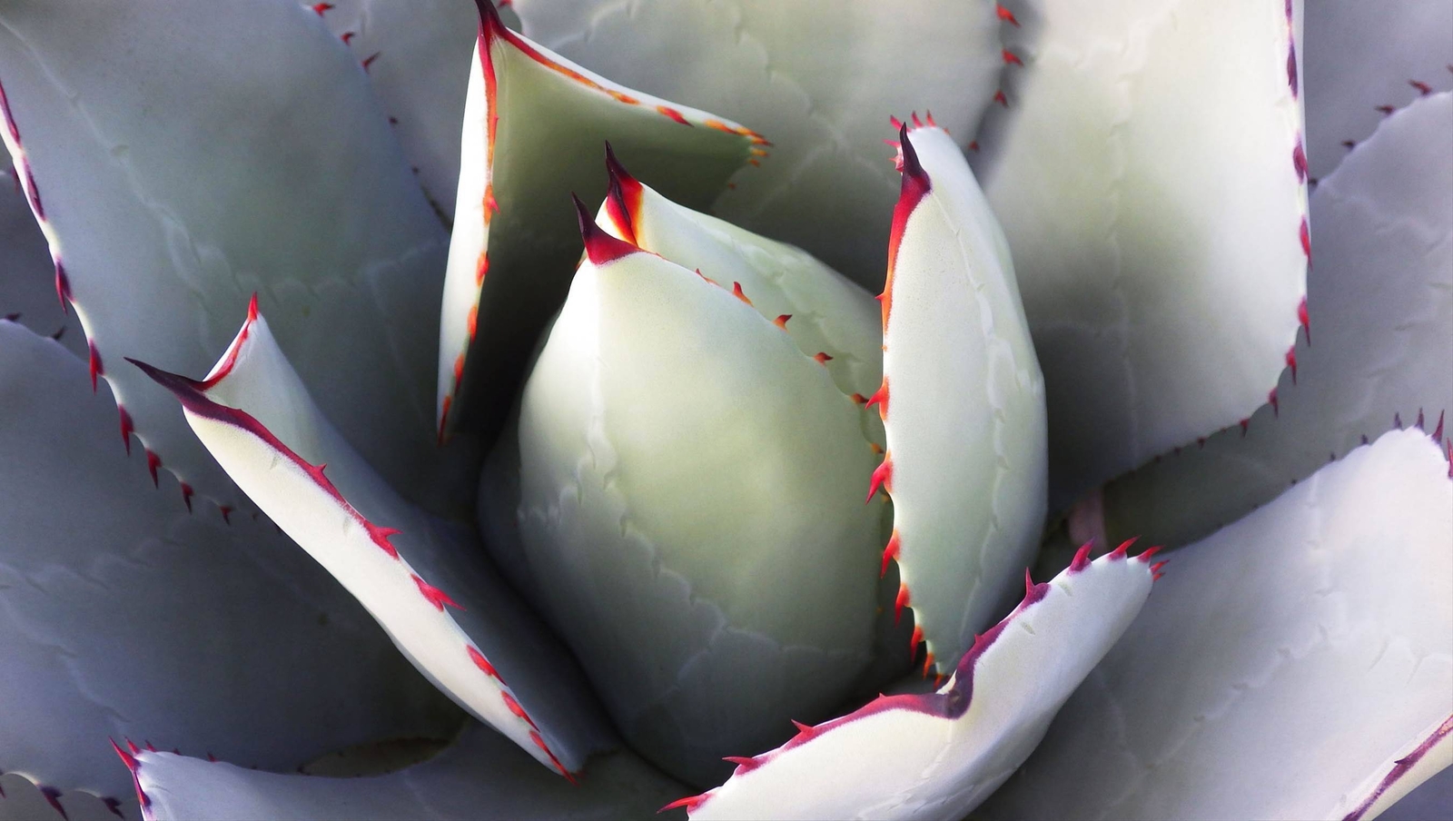 5 ARTICHOKE AGAVE Parry’s Huachuca Parryi Huachucensis Succulent Cactus Seeds