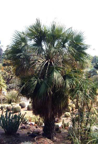 Brahea aculeataSINALOAN HESPER PALM – Cold Hardy – Seeds!