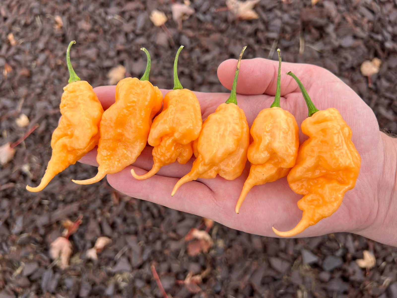 California Reaper Peach Pepper Seeds Pack – Non-GMO Organic Superhot Pepper
