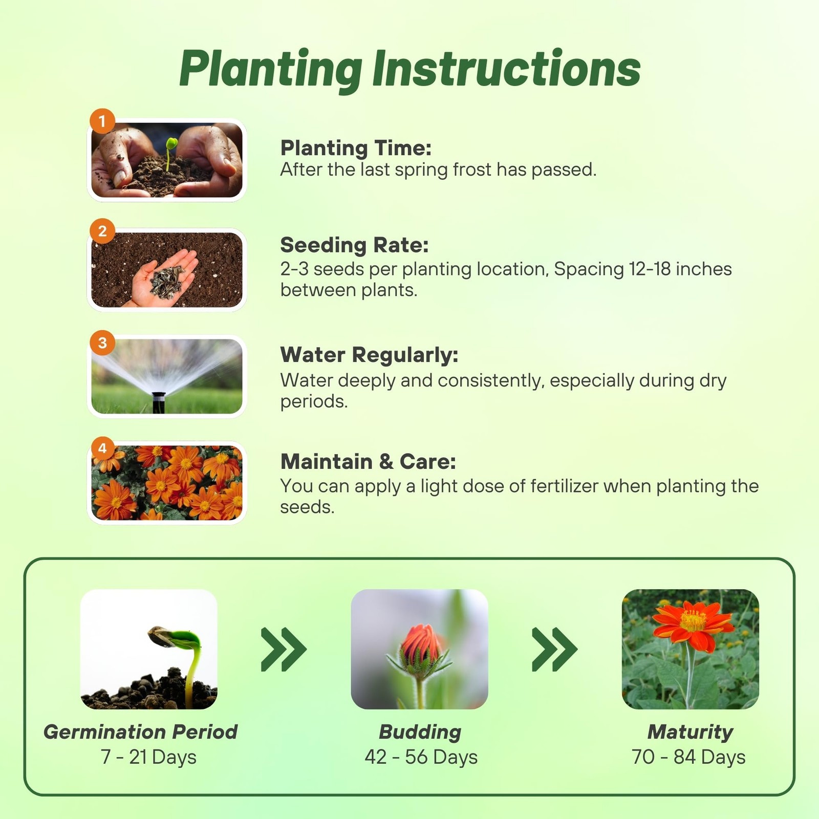 Goldfinger Mexican Sunflower Seeds – 500 Pcs Drought-Tolerant Tithonia Flowers