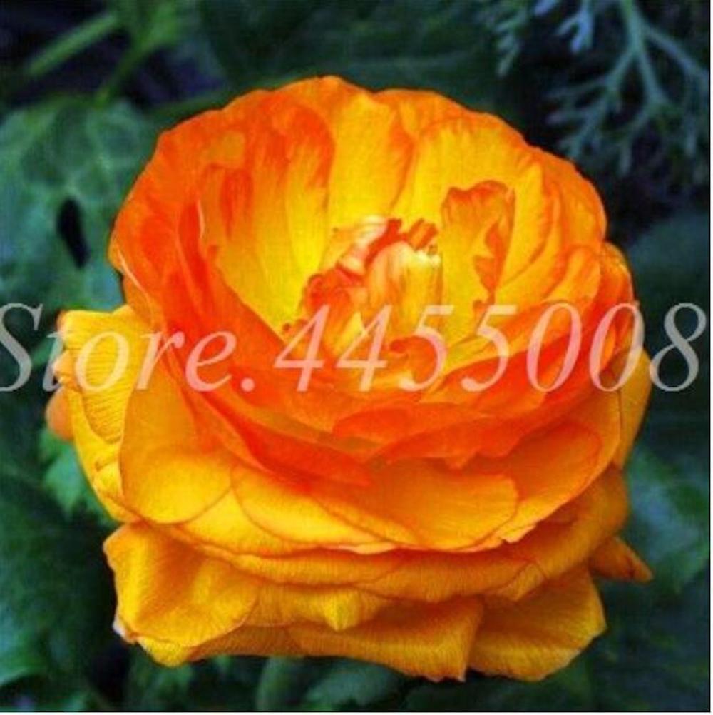 20 PEONIES FLOWER SEEDS rare exotic blossom bloom plant garden germination B