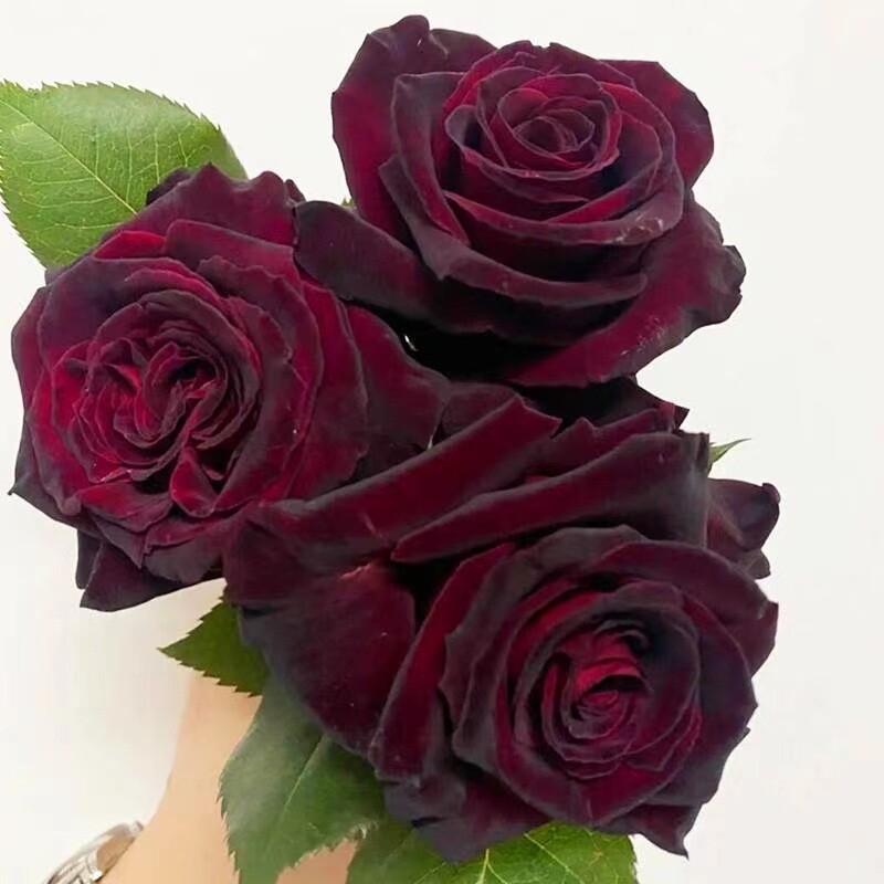 20 SEEDS for Maroon RARE Rose hybrid tea flower bud Bush exotic plant USA Seller