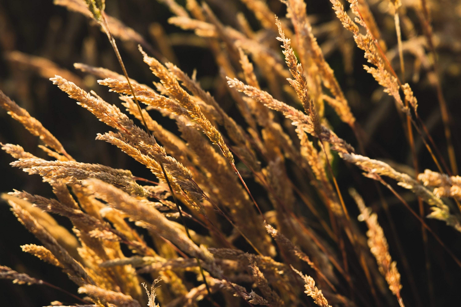 150 SWEET VERNAL GRASS Sweet Grass Vanilla Grass Anthoxanthum Odoratum Seeds