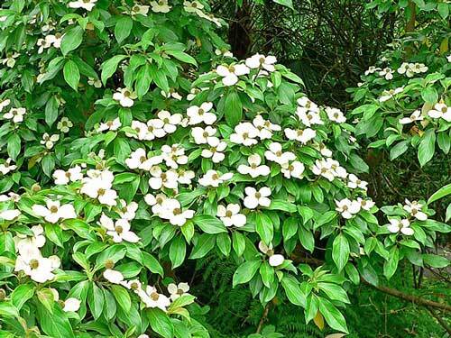 Cornus capitata | Himalayan Dogwood | Bentham’s Cornel | 10 Seeds