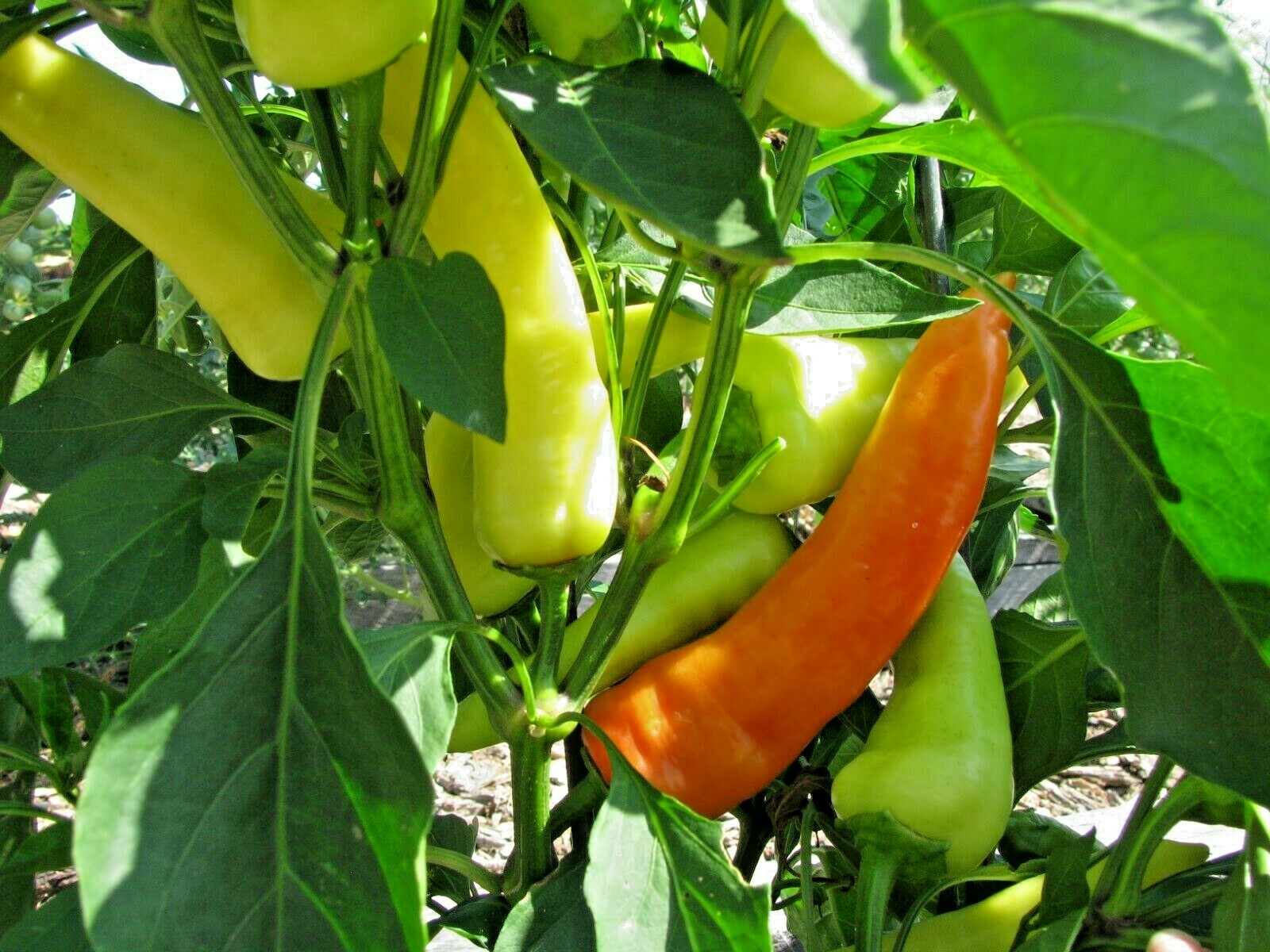 101+Sweet BANANA PEPPER Seeds Organic Vegetable Garden Container Hungarian Easy