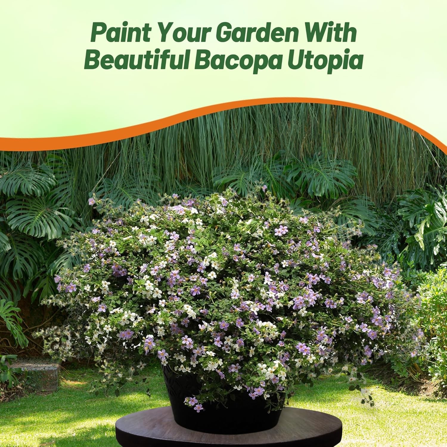 20 Seeds Bacopa Utopia Fuseables – Trailing Bacopa Flower Seeds