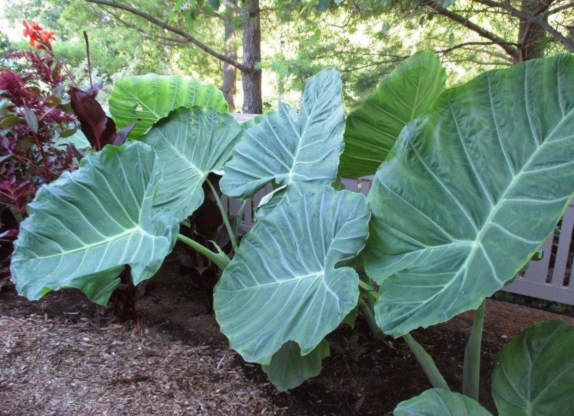 25 LIVE Colocasia Esculenta Elephant Ear Taro Gabi Kalo Eddo Bulbs READY to GROW