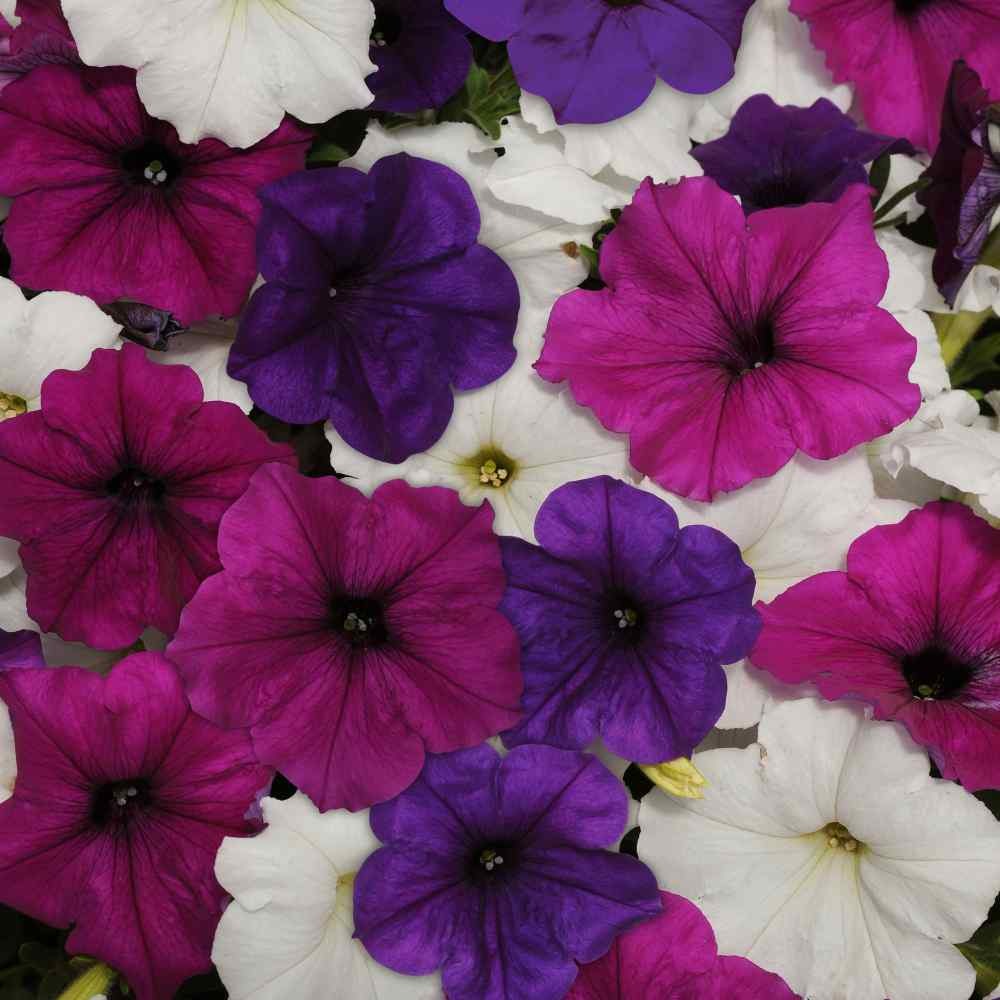 30 Seeds Easy Wave Spreading Petunia Great Lakes Flower Seed Mix