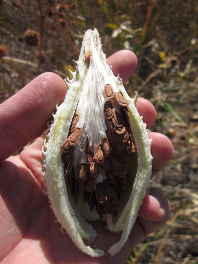 Carmine Rose-Swamp Milkweed 50+ Seeds, Asclepias Incarnata, FOOD FOR BUTTERFLIES