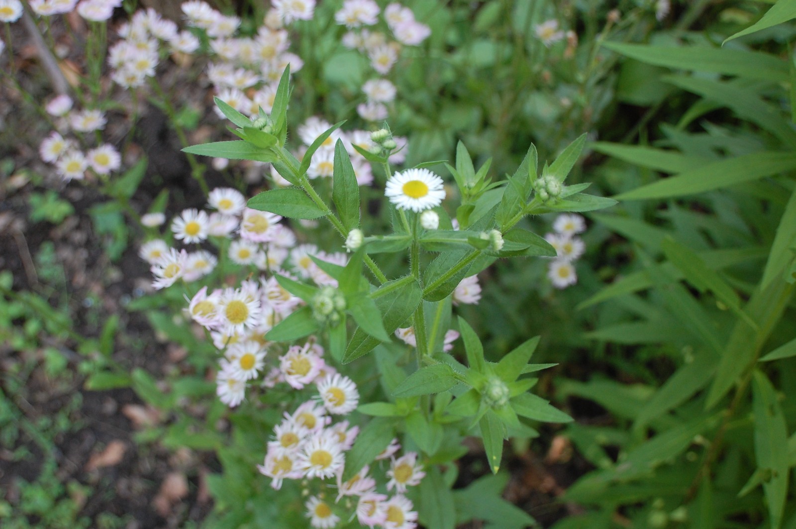 1/4 TSP + ANNUAL FLEABANE DAISY SEEDS/Erigeron annuus/NATIVE US
