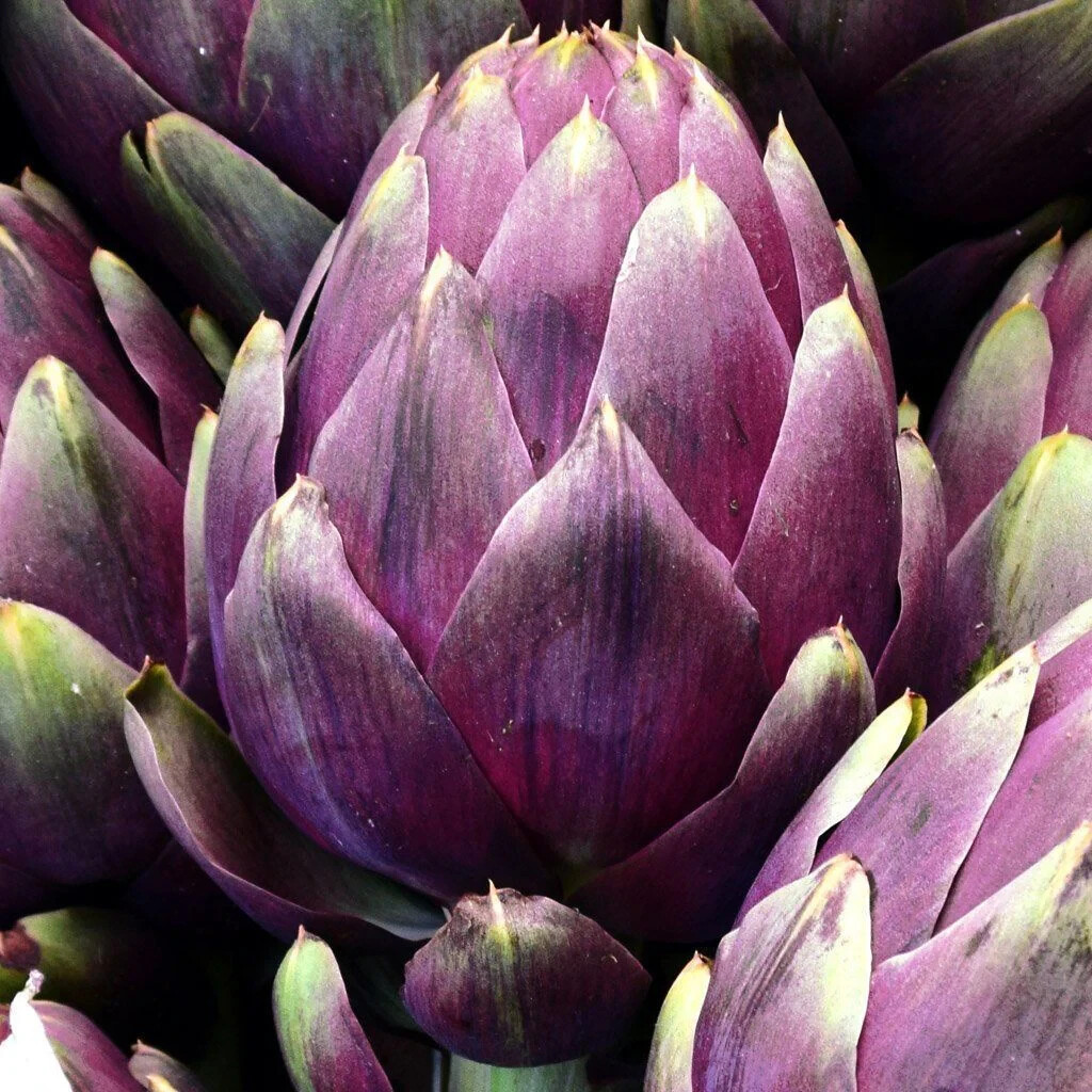 Purple Romagna Artichoke Seeds, Carciofo di Romagna, NON-GMO, FREE SHIPPING