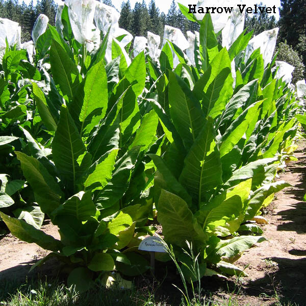 1000 Harrow Velvet Tobacco Seeds ~ Heirloom ~ Medium Flavor ~ Burley