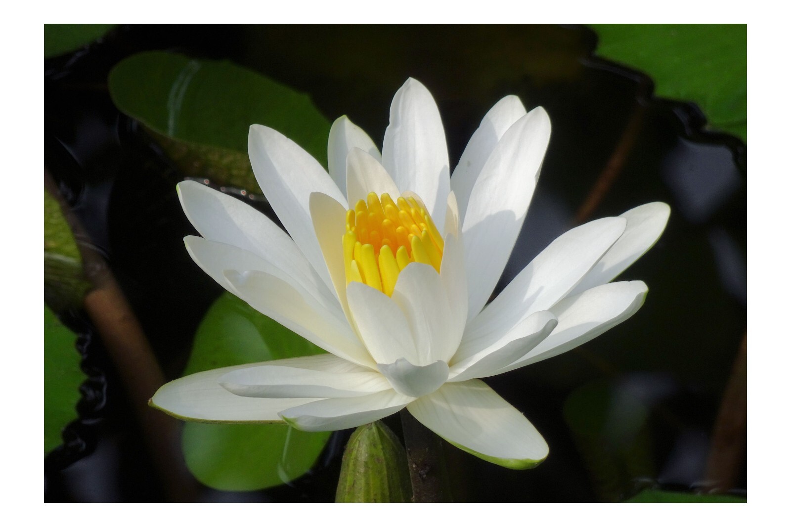 20 Seeds -European White Water Lily- Ponds -Water Features -Nymphaea