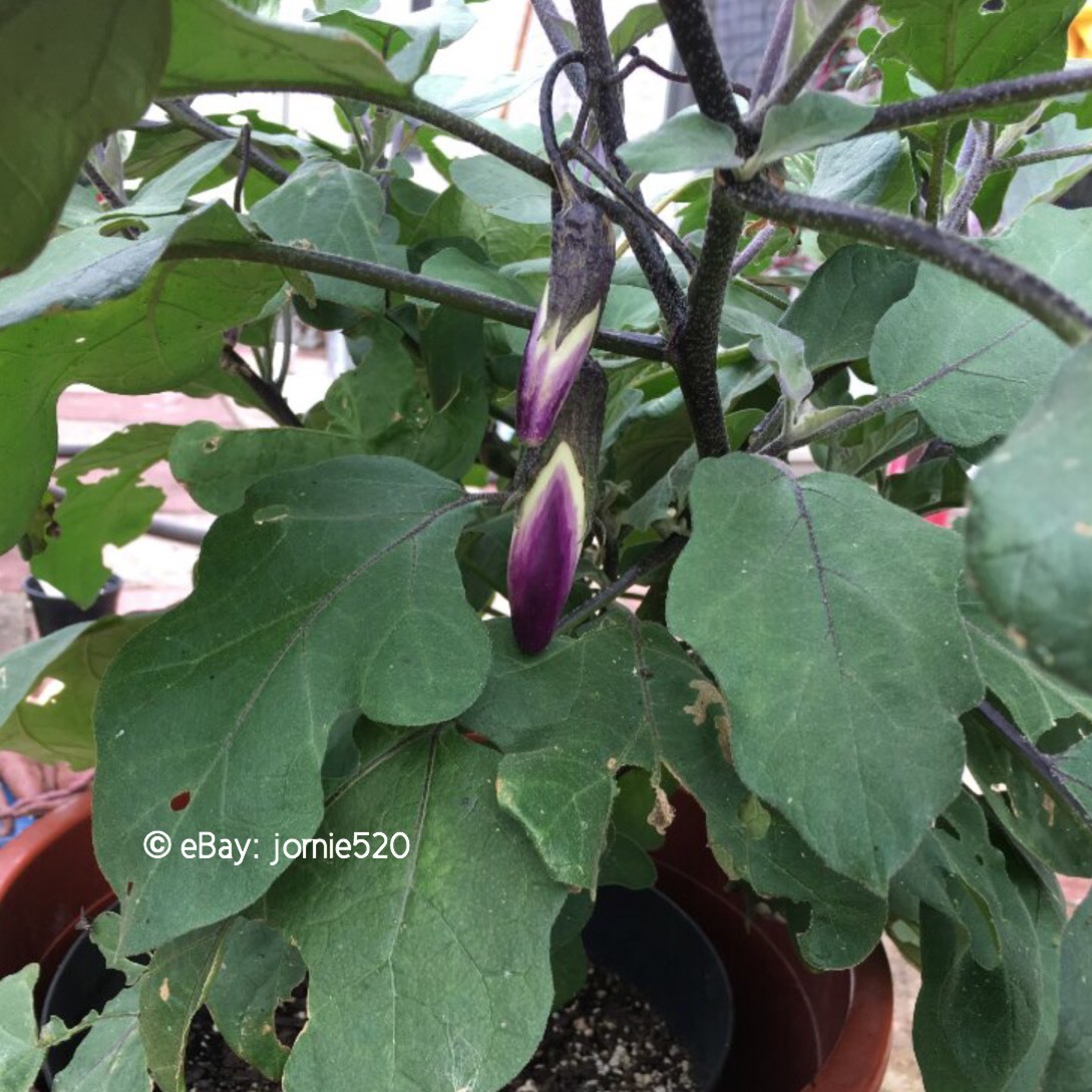 RARE✿ Heirloom Malaysian Dark Red Eggplant Seeds 15ct ● Non-bitter