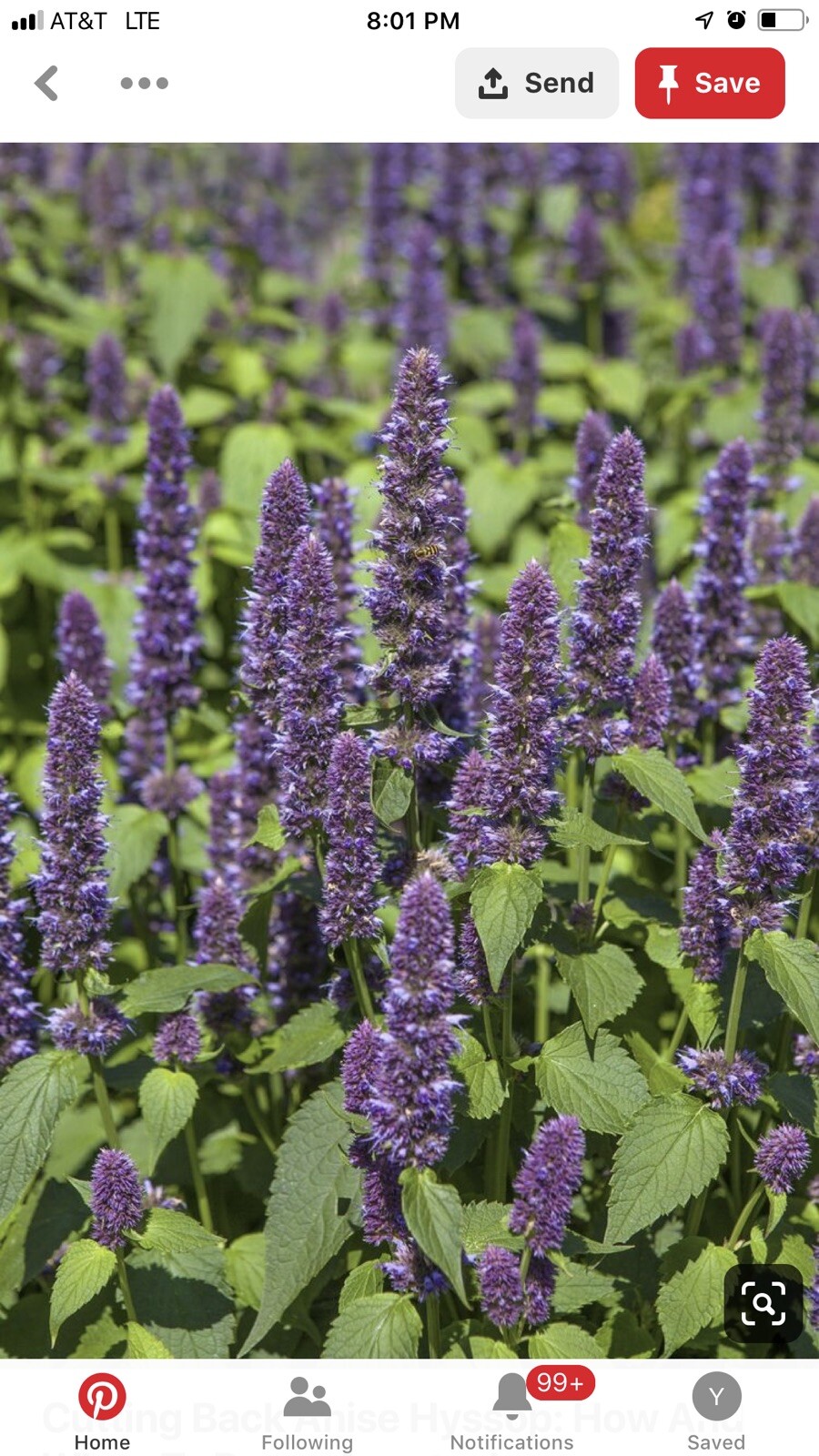200+ Hyssop Seeds-Hyssopus officinalis -Medicinal And culinary herb.