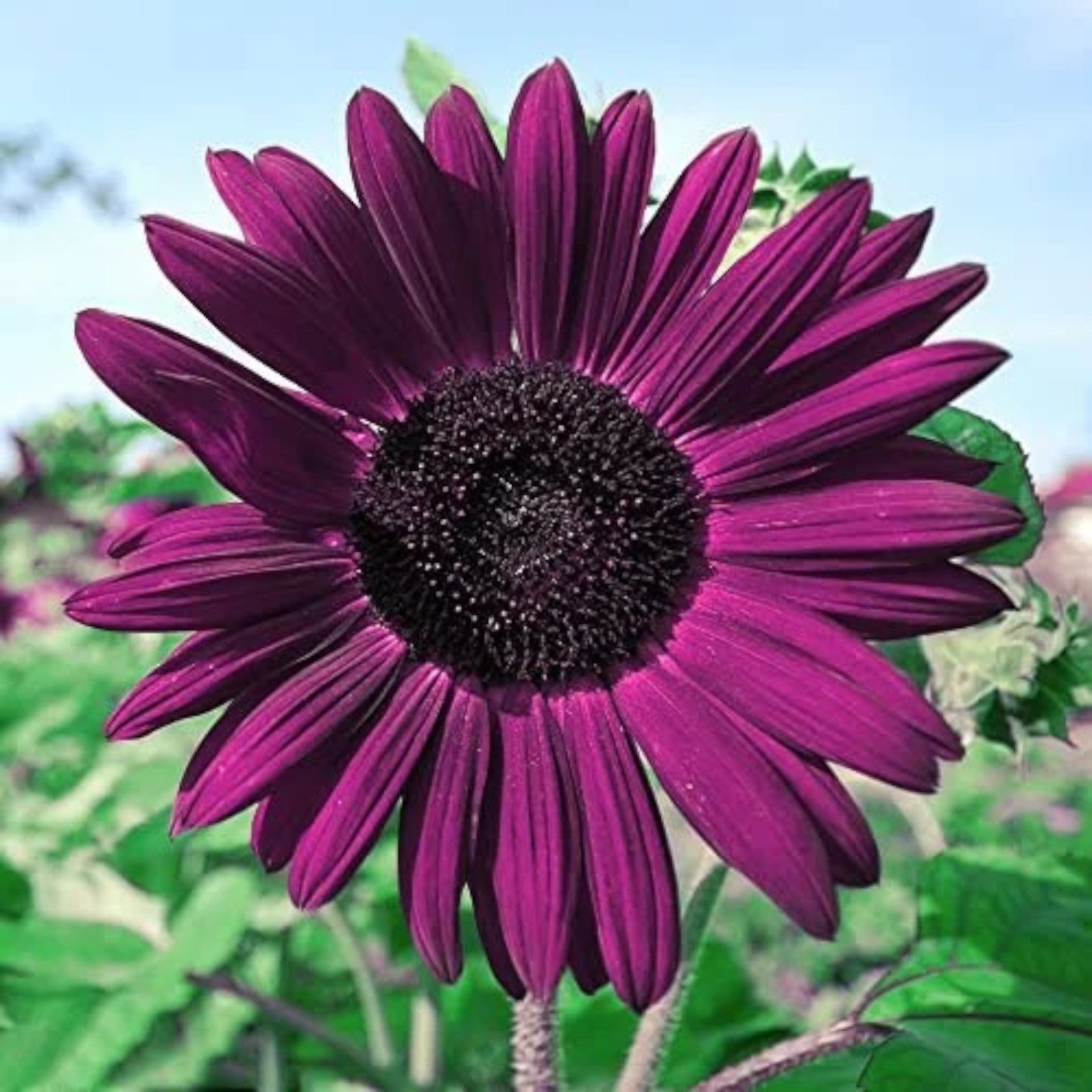 50pcs Purple Sunflower Seeds for Planting – Non GMO Heirloom Garden