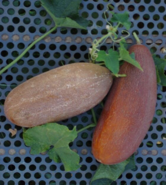 Cucumber Brown Russian – An Ukrainian Heirloom with Incredible Taste – 20 Seeds