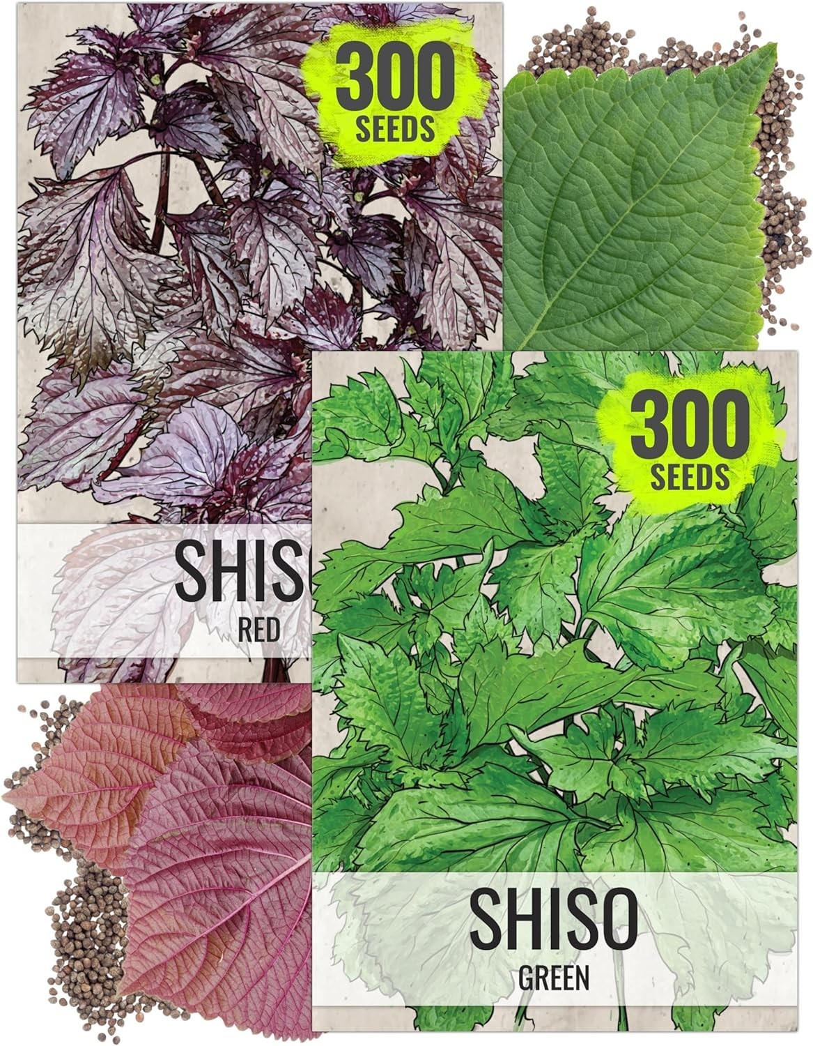 Shiso Seeds for Planting Green & Red Perilla – Non-GMO Heirloom & Untreated H…