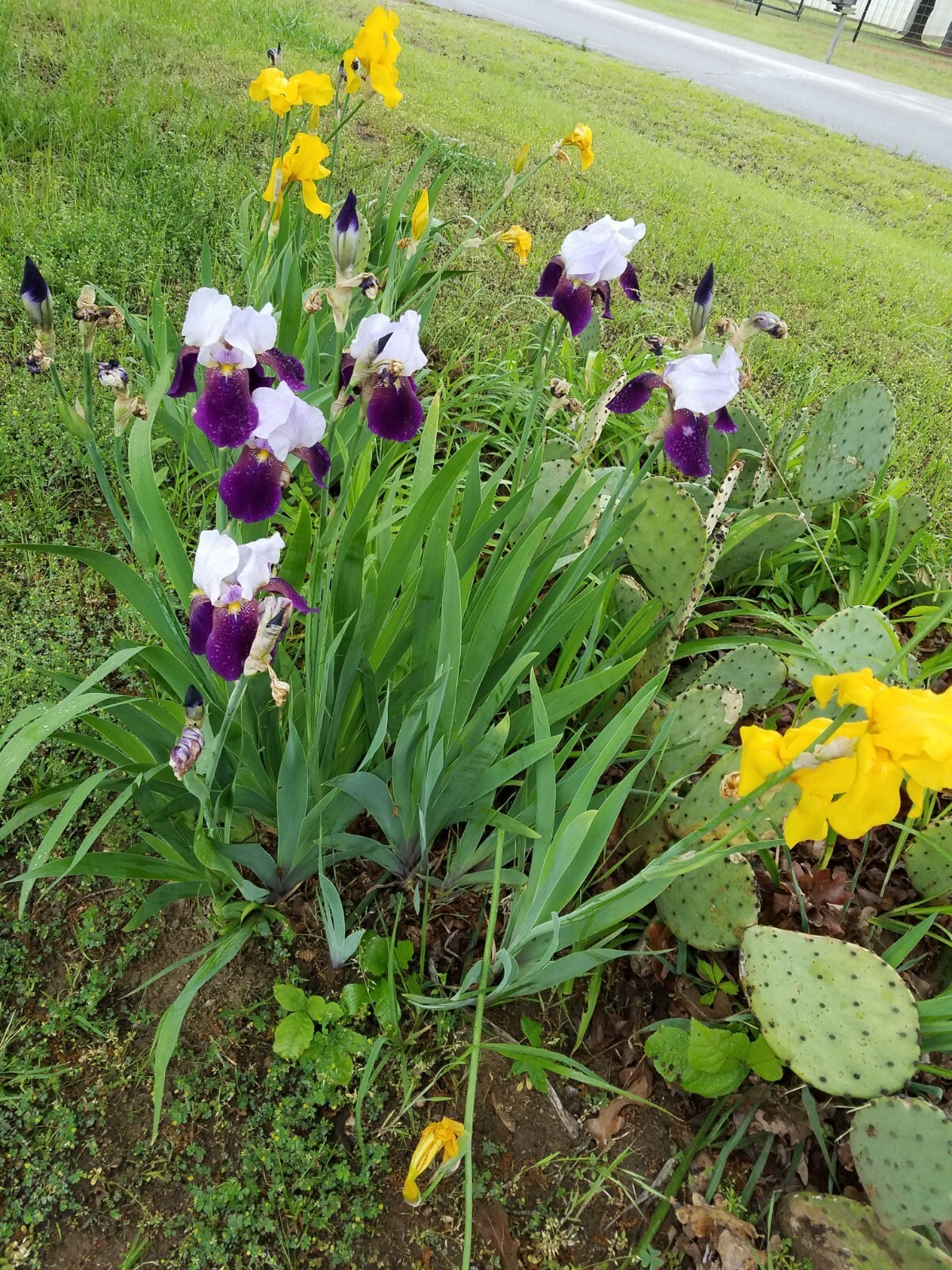 “100 Mixed Variety Bearded Iris– GREAT VALUE• Fresh•Hardy•EASY to Grow