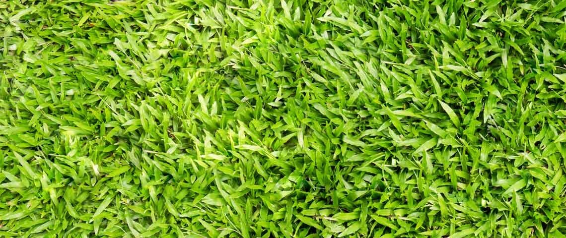 Centipede Grass Seeds starter pack 6000-8000k seeds
