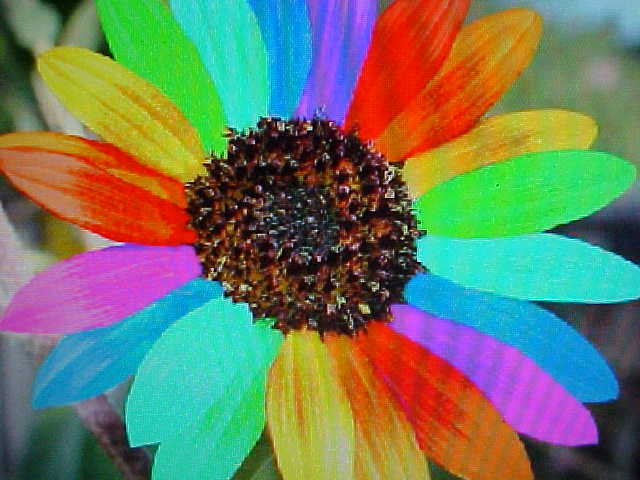 SIX – VARIETY SUNFLOWER SEEDS RED, WHITE, RAINBOW, MEX, TEDDY-BEAR, MAXIMILLION