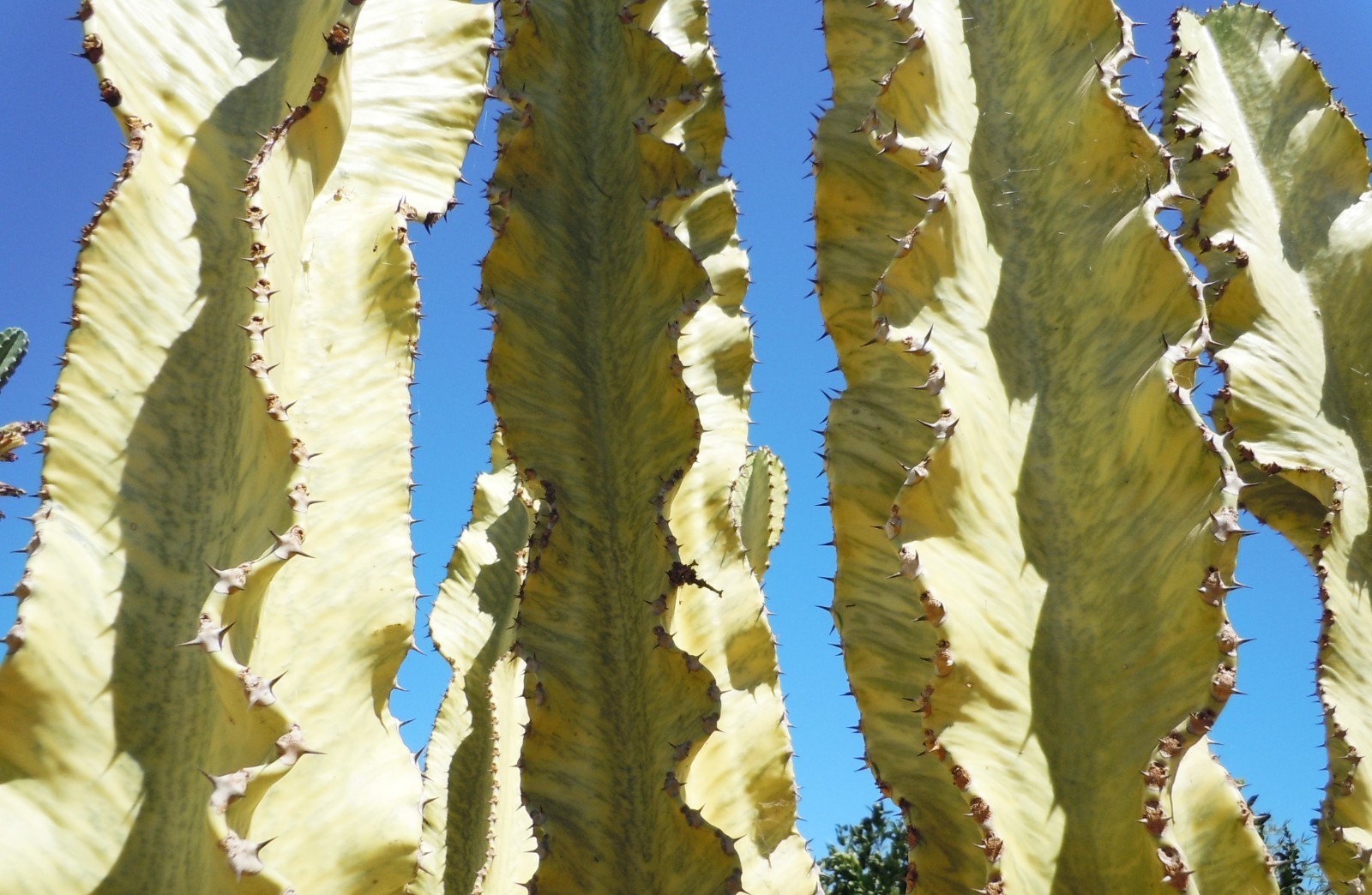 Live Succulent Cuttings – Euphorbia Ammak Desert Cactus (11 inches)
