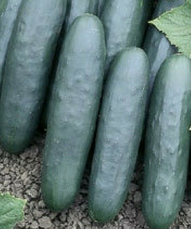 Marketer Cucumber Seeds 50+ Vegetable Garden HEIRLOOM NON-GMO US FREE SHIPPING