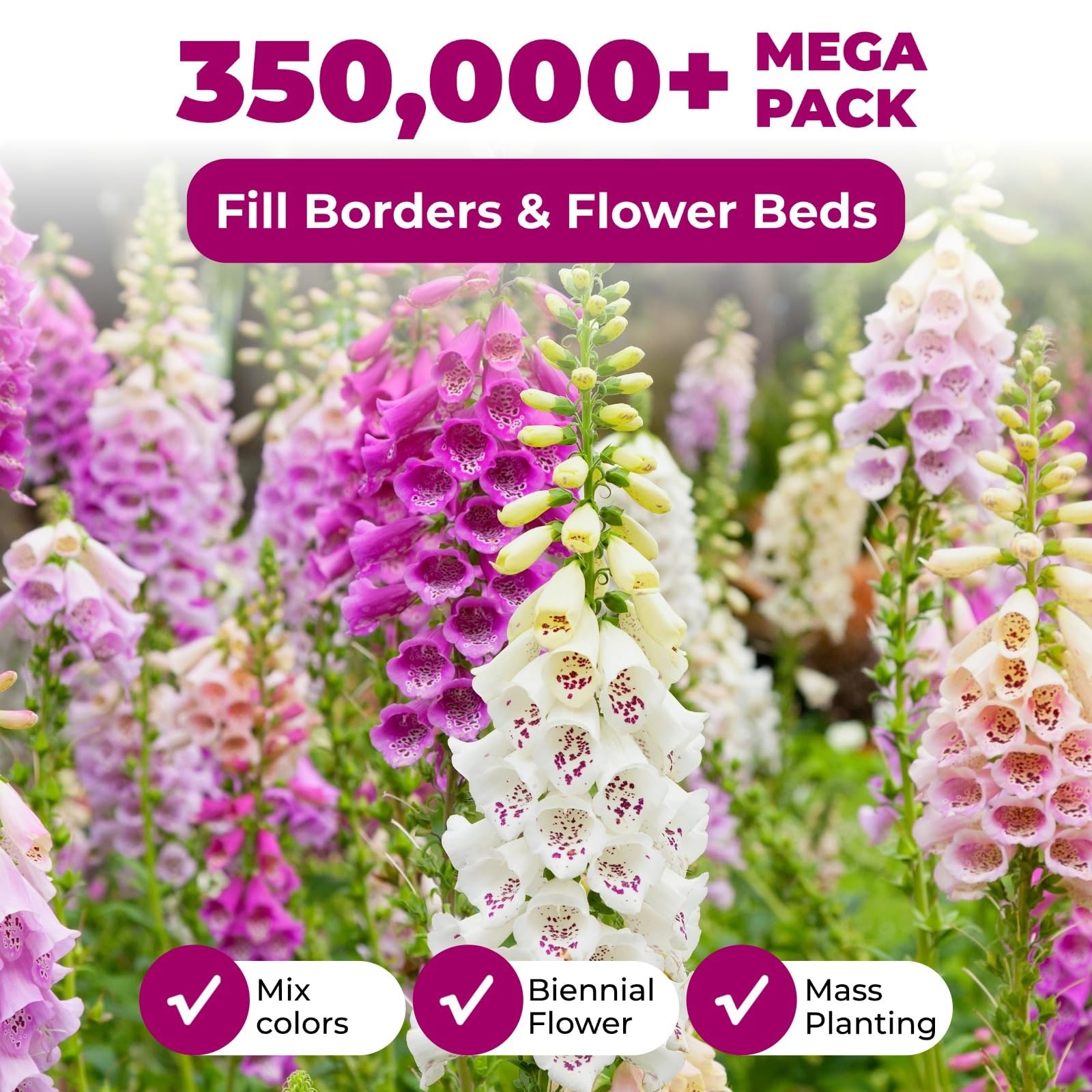350,000+ Common Foxglove Seeds for Planting Digitalis Purpurea Seeds, Tall O…