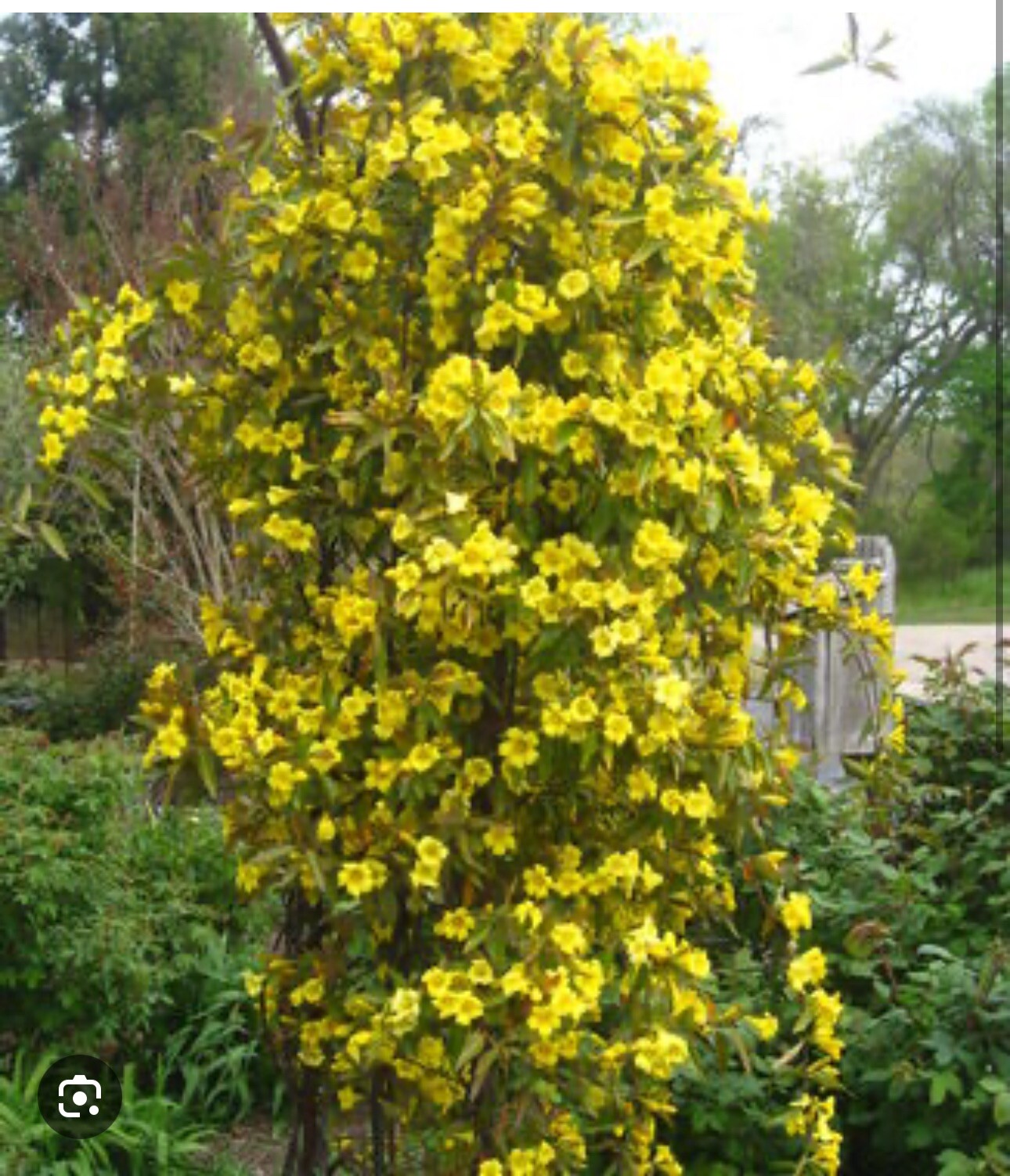 MARGARITA CAROLINA JESSAMINE~Yellow Jasmine~Gelsemium sempervirens~STARTER PLANT