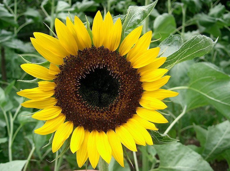 22 SEEDS – sunflower TAIYO japanese heirloom EASY sun groco – BUY 15-SHIPS FREE