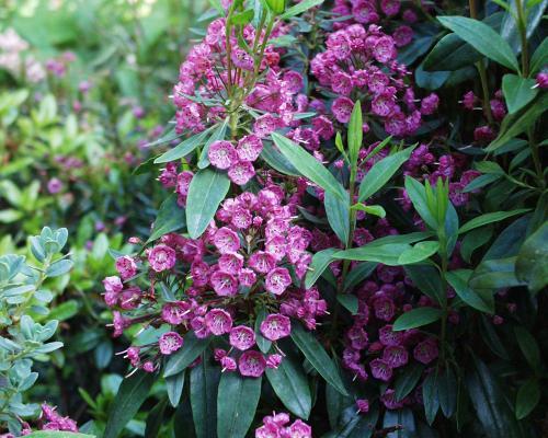 Mountain Laurel Shrub, Kalmia Latifolia, Seeds (Showy Evergreen)