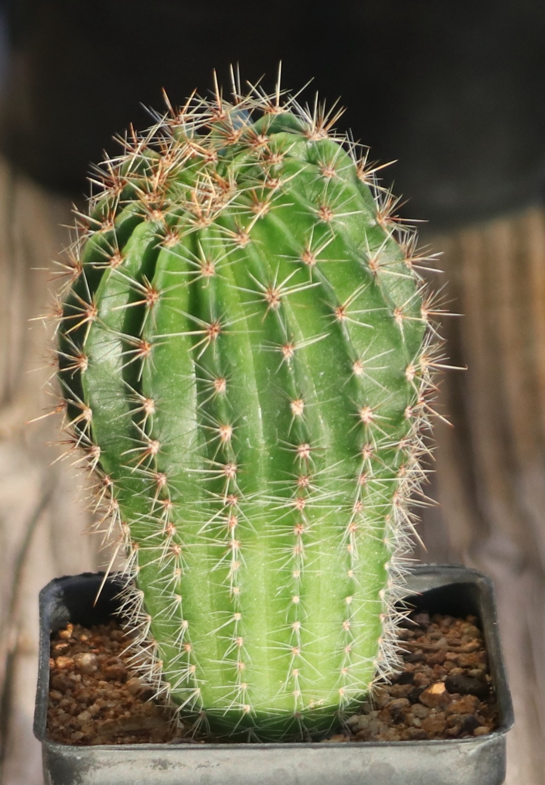 Echinopsis hybrid ‘Devon Cream’