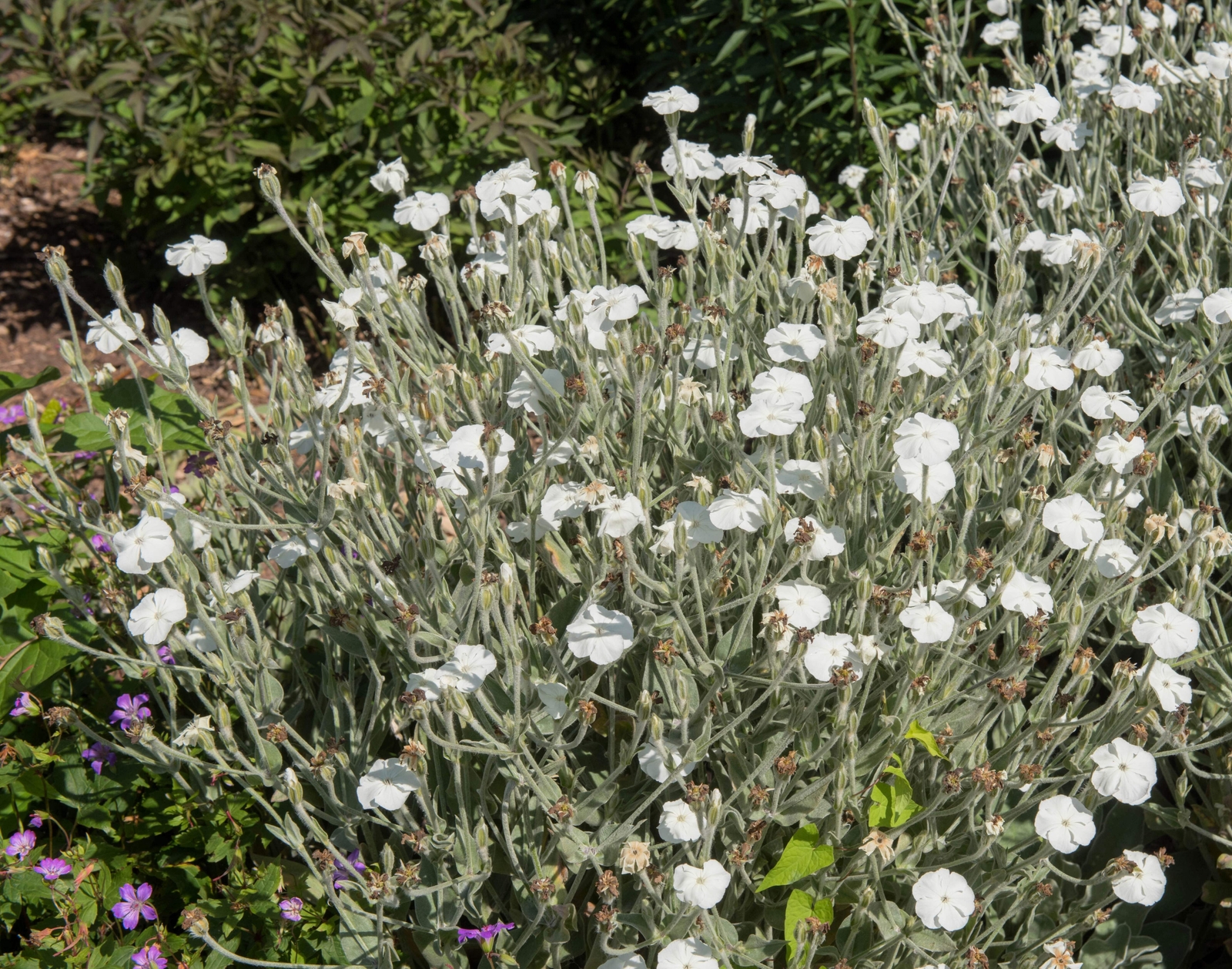 50 WHITE LYCHNIS Coronaria Alba Rose Campion Silene Flower Seeds