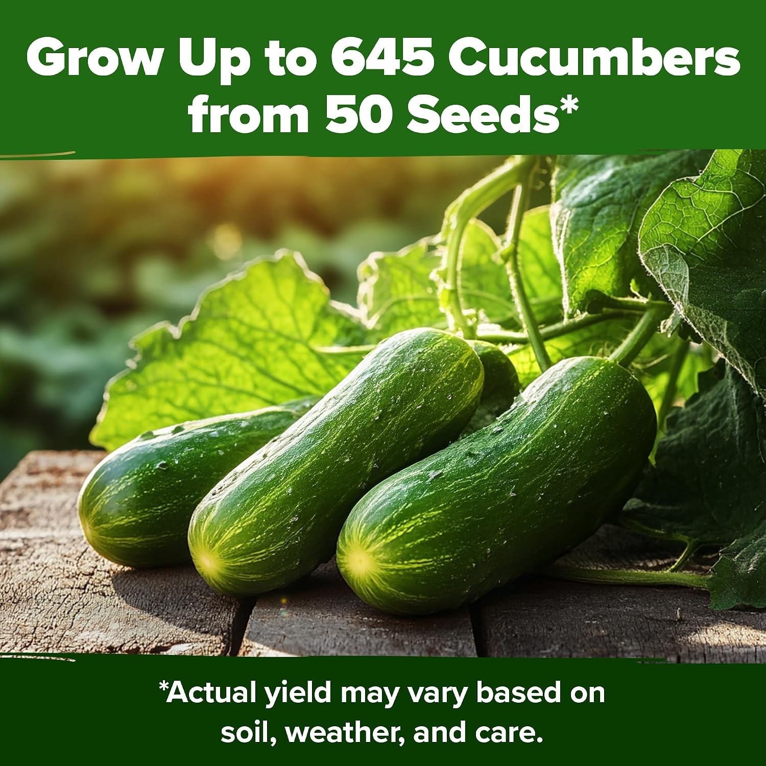 Fast-Growing Persian Cucumber Seeds – Indoor/Outdoor Gift for Plant Lovers – 50+