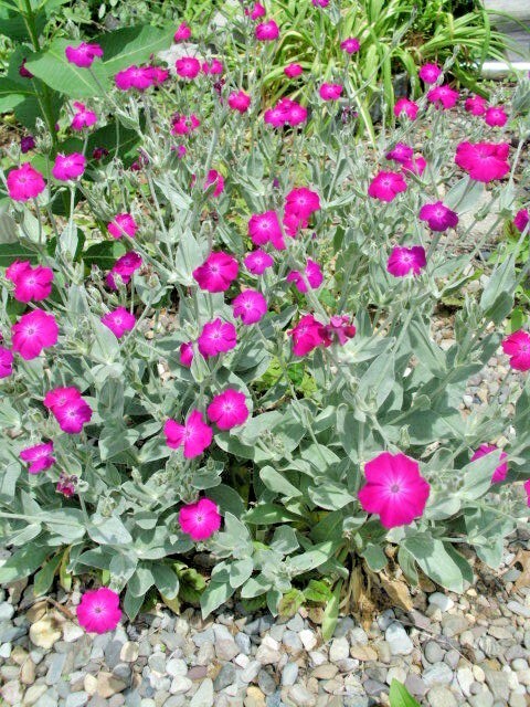 40 ROSE CAMPION SEEDS Lychnis coronaria – rose-pink trumpet shaped flowers