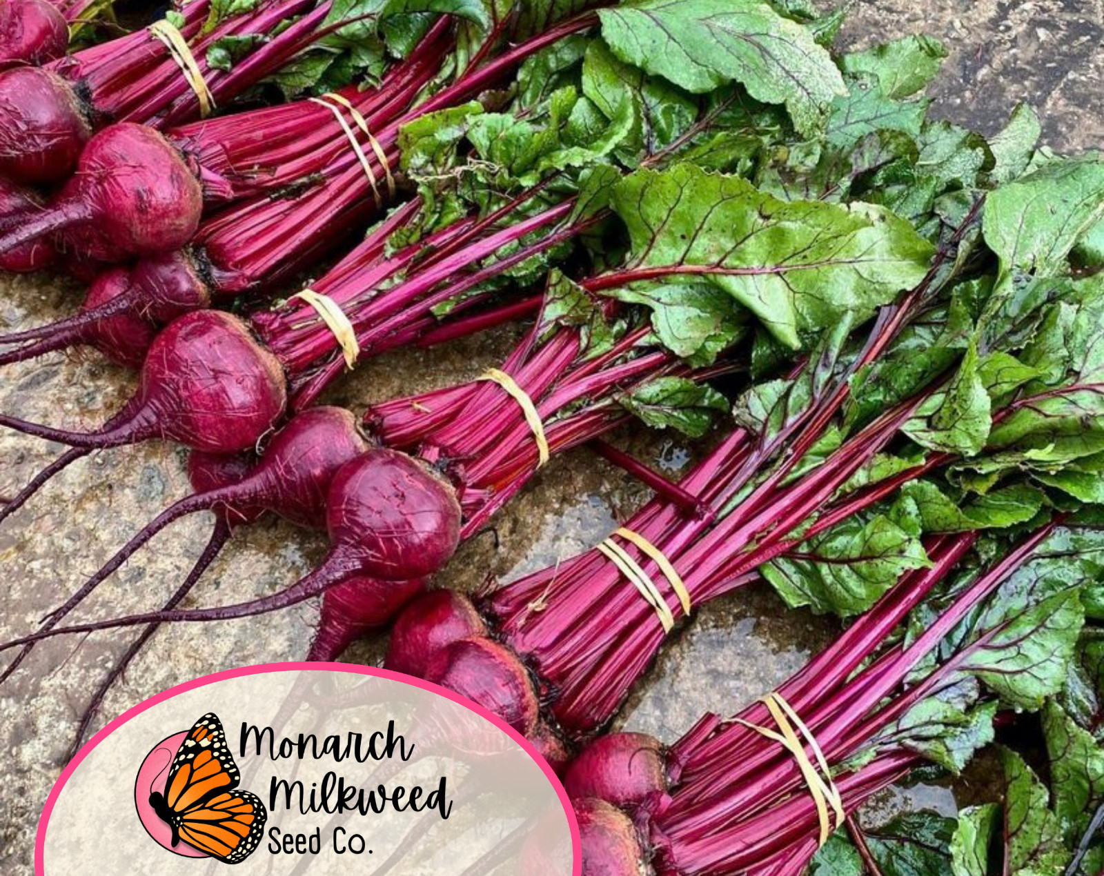925+ Beet Seeds ‘Ruby Queen’ | Heirloom, Non-GMO, Vegetable Gardening Seed Pack
