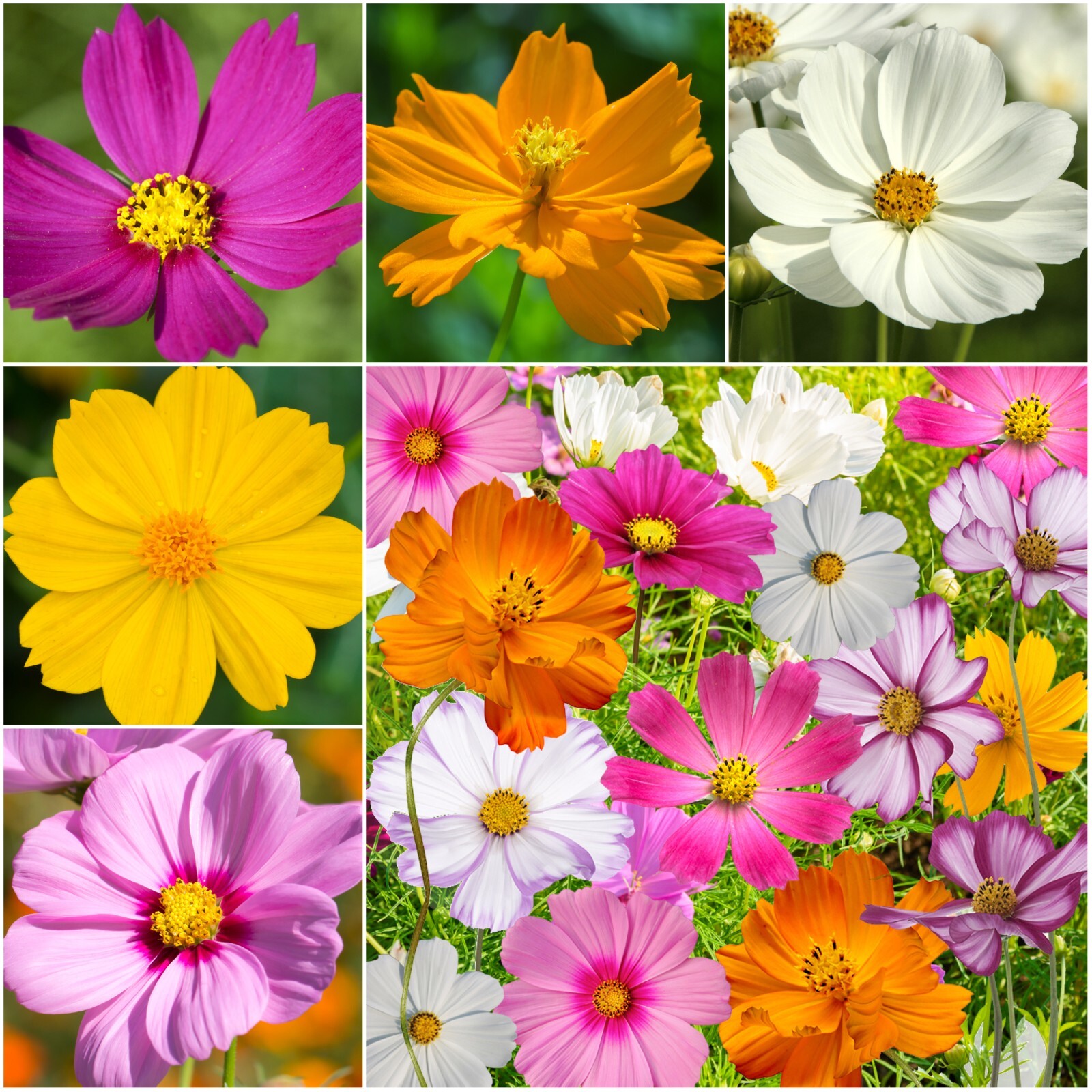Seed Needs Crazy Cosmos Mix 10+ Varieties NO FILLER – 1/2 LB