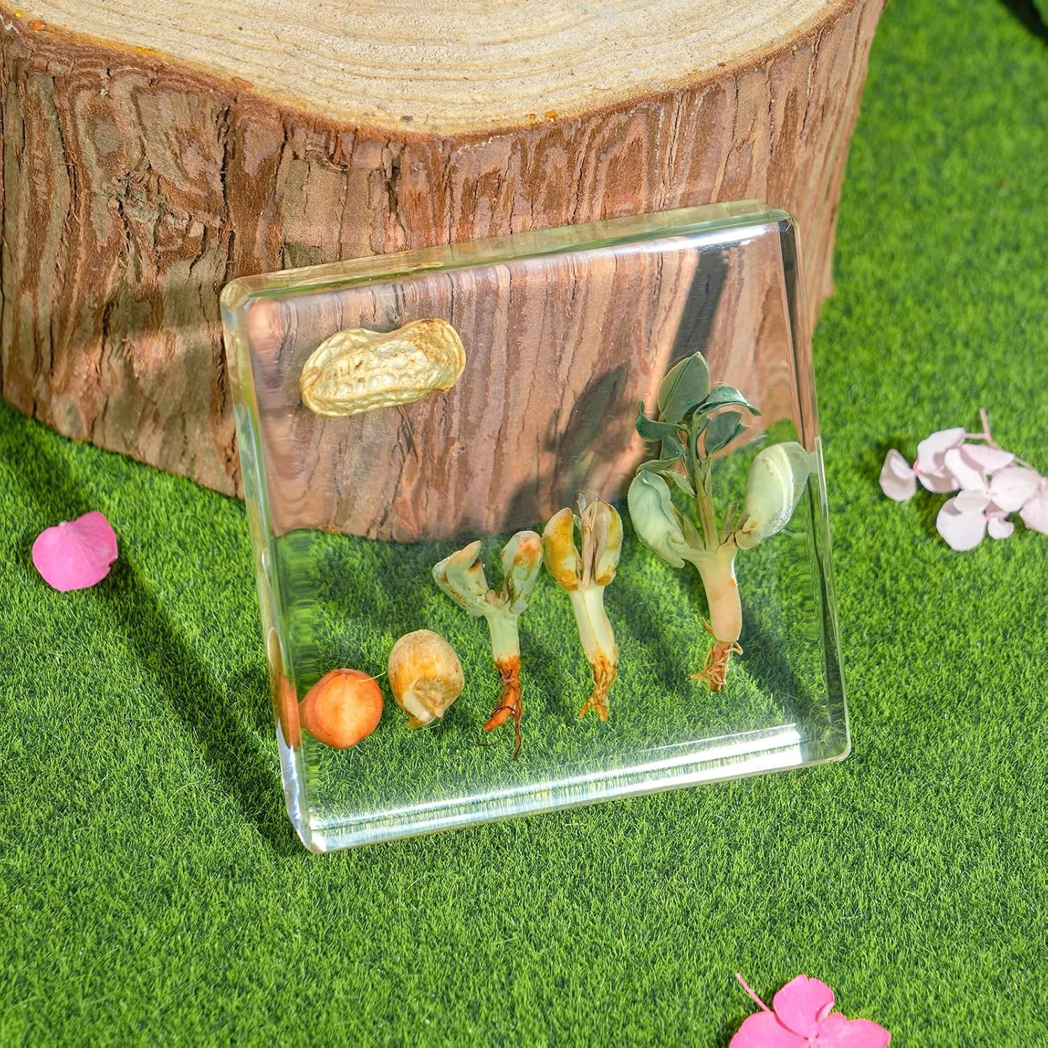 Peanut Life Cycle Kit, Peanut Specimen Real Plant Resin Encased Seeds Sprouts Po