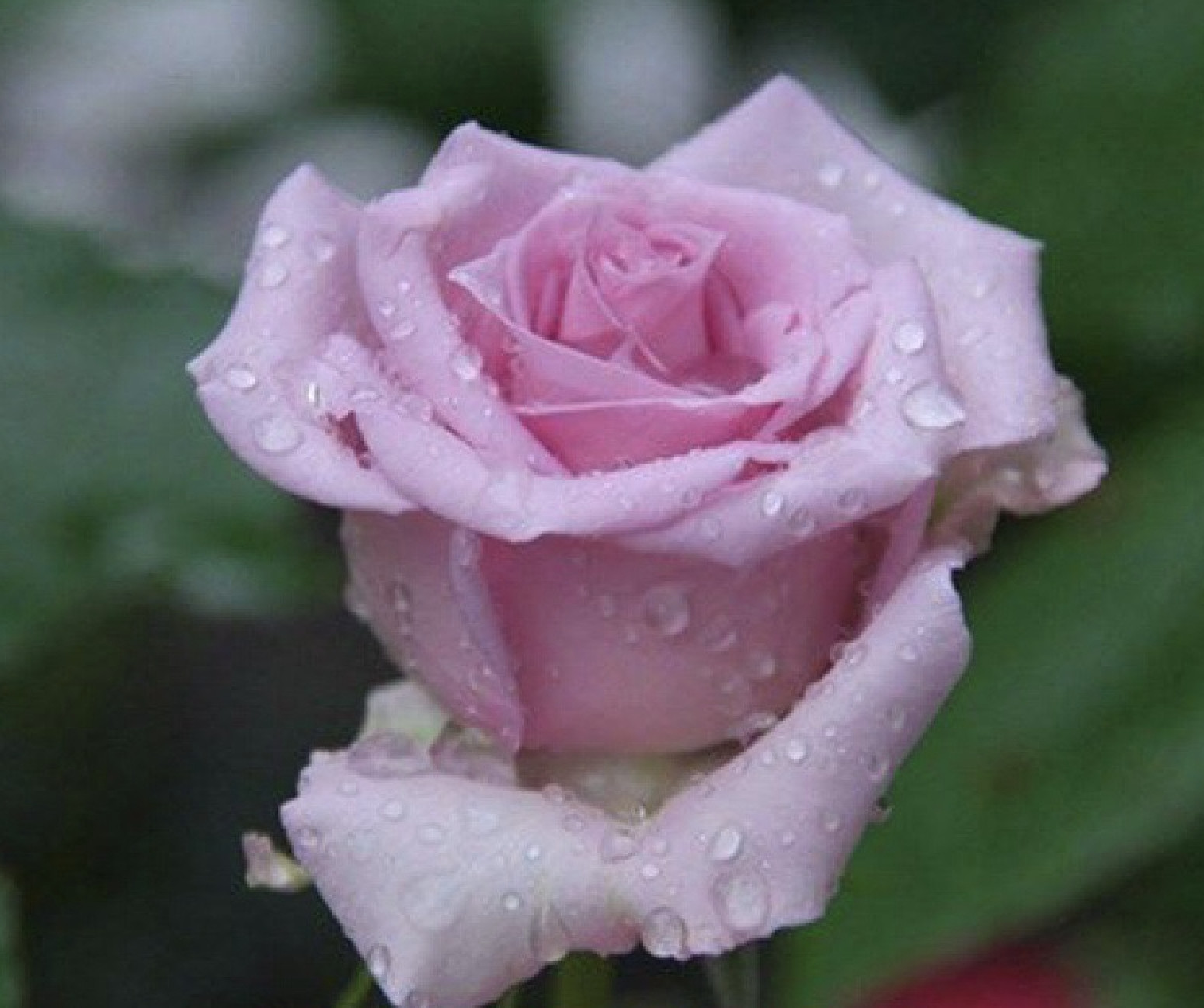 25pc CLASSIC ROSE SEEDS Garden plant Flower rare exotic USA seller FREE shipping