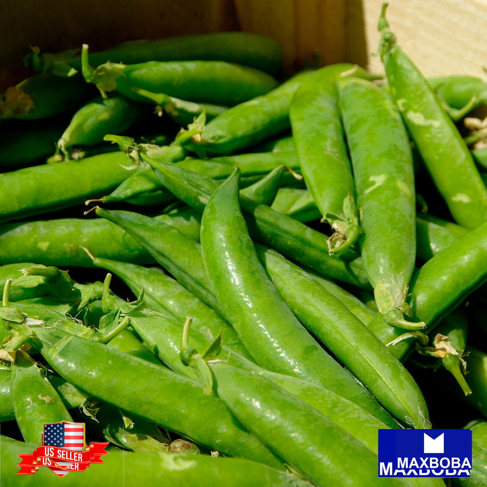 Fresh!!Cover Crop Broad Windsor Seeds Fava Bean Non-GMO Heirloom Vegetable
