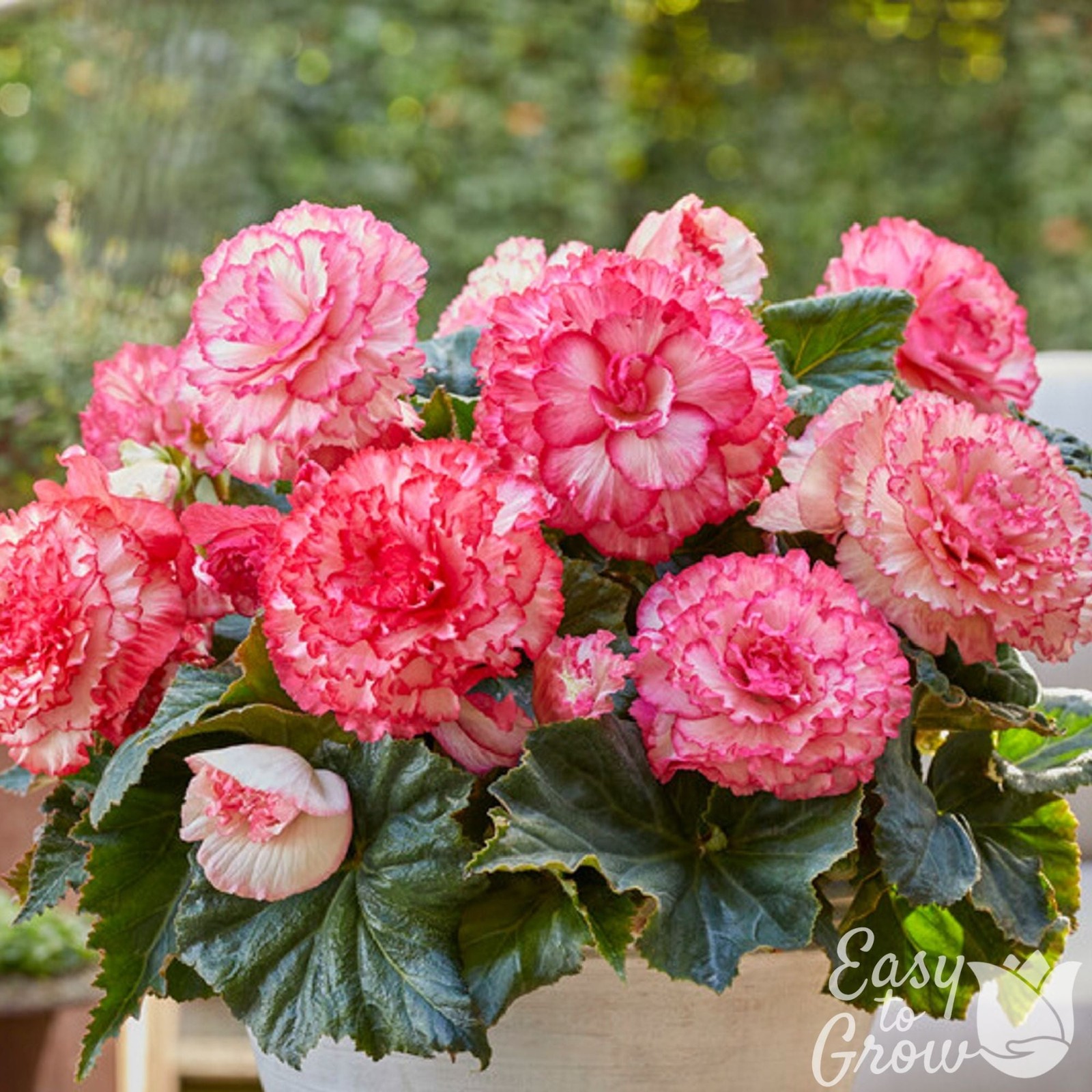 Begonia Picotee White Pink 3 Plant Bulbs – Summer Tropical Blooms, Easy to Grow