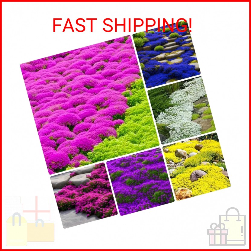 10000+ Mix Creeping Thyme Seeds Wild Creeping Thyme Seeds for Planting (Thymus s