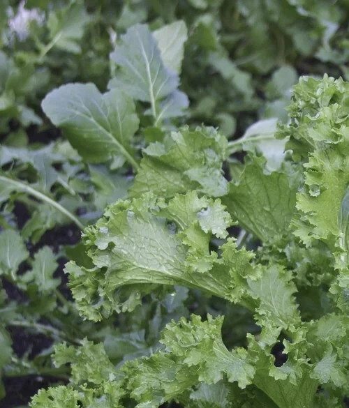 Mustard greens ‘Southern Giant’ (Brassica juncea integrifolia crispifolia) 500ct